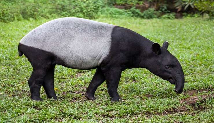 حیوانات عجیب و خارق العاده- تپیرها (Tapir)