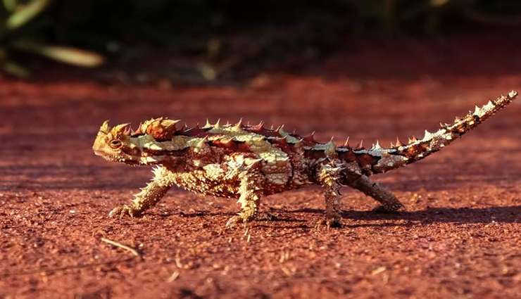 حیوانات عجیب و خارق العاده-شیطان خاردار (Thorny Devil)