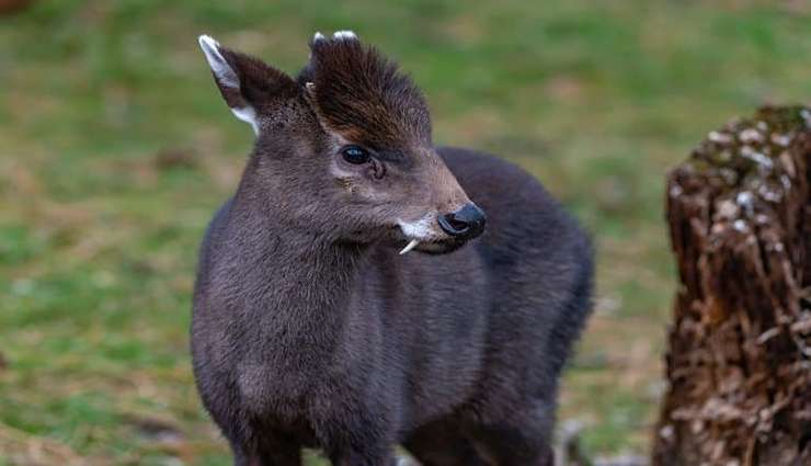 حیوانات عجیب و خارق العاده- گوزن پرمو (Tufted Deer)