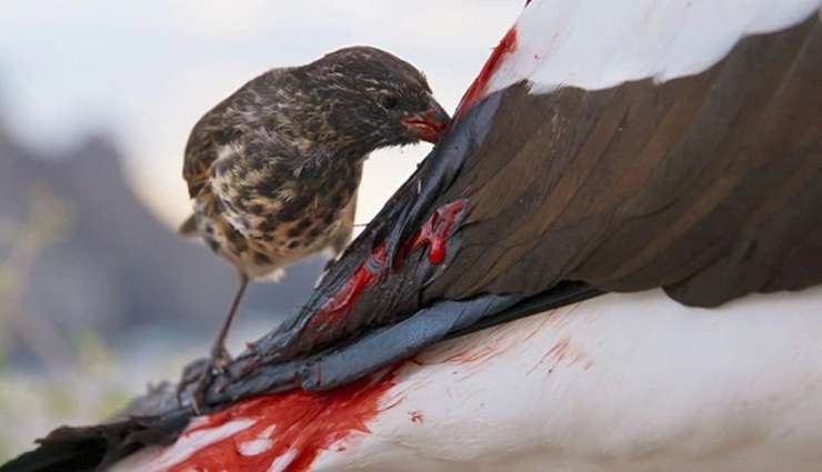 حیوانات عجیب و خارق العاده- فنچ خون‌آشام زمینی (Vampire Ground Finch)