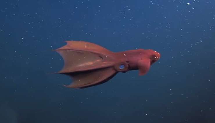 حیوانات عجیب و خارق العاده-ماهی مرکب جهنمی (Vampire Squid)