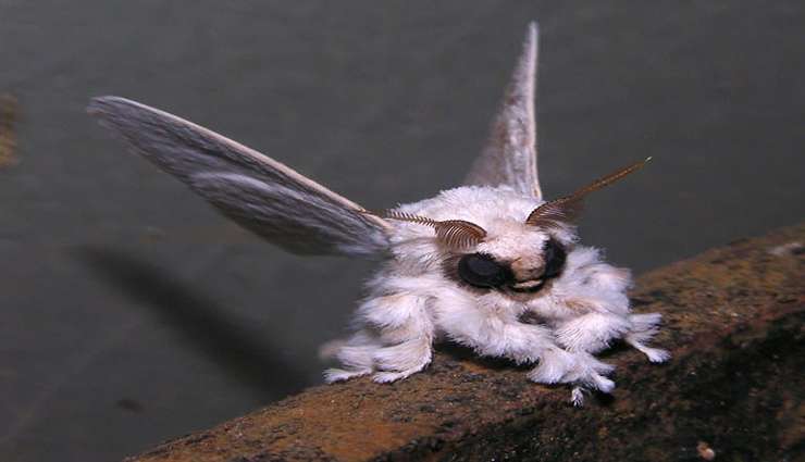 حیوانات عجیب و خارق العاده- پروانه‌ی پودل ونزوئلایی (Venezuelan Poodle Moth)