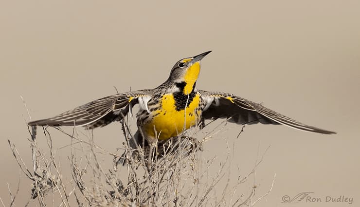 پرندگان آواز خوان- western meadowlark چکاوک مرغزار غربی