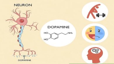 دوپامین چیست و راه های افزایش دوپامین
