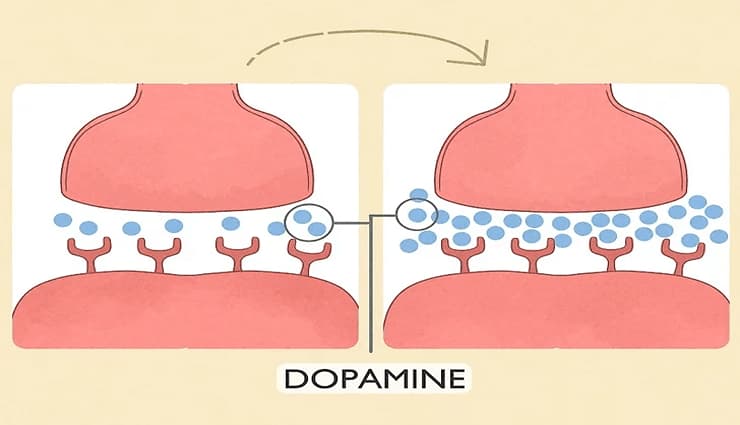 دوپامین چیست و راه های افزایش دوپامین