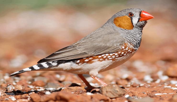 پرندگان آواز خوان- zebra finch سهره گورخری سوندا