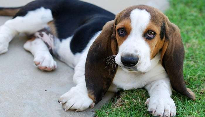 سگ با گوش دراز- Basset hound