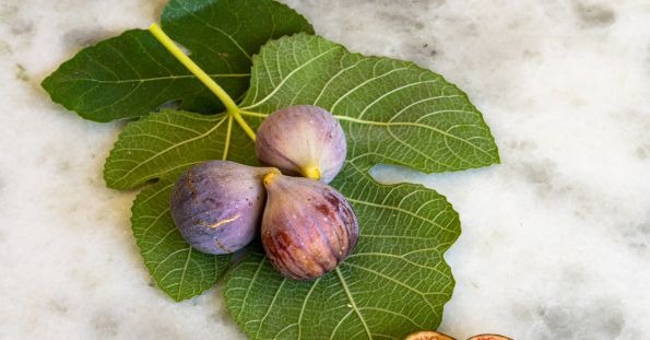 میوه های بنفش انجیر سیاه (Black Mission Fig)