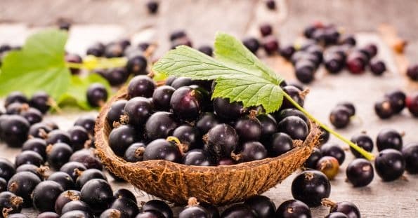 میوه های بنفش- انگور فرنگی سیاه (Blackcurrant)