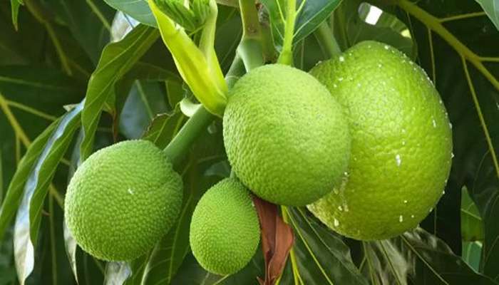 میوه های خاردار- بریدفروت (Breadfruit)