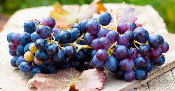 میوه های بنفش- انگور کونکورد (Concord Grapes)