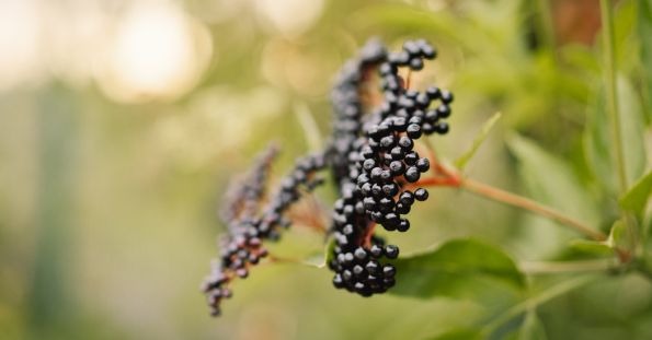 میوه های بنفش- آقطی سیاه (Elderberry)