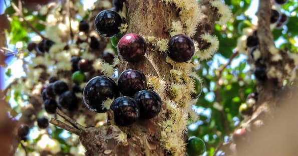 میوه های بنفش- جابوتیکابا (Jaboticaba)