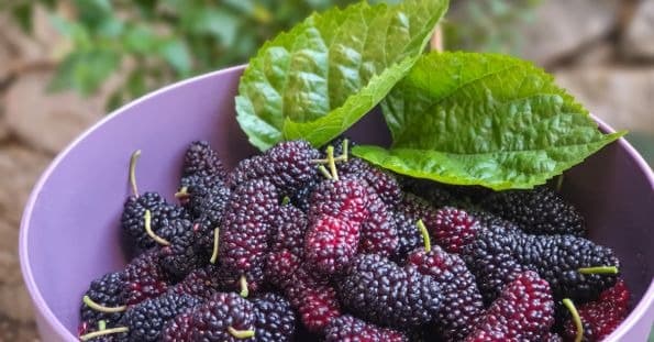 میوه های بنفش- شاهتوت (Mulberry)