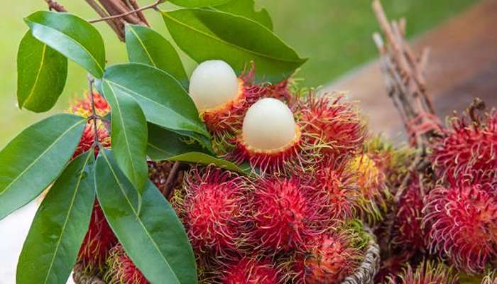 میوه های خاردار- رامبوتان (Rambutan)