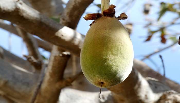 میوه های قهوه ای- Baobab