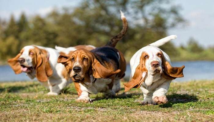 Basset hound