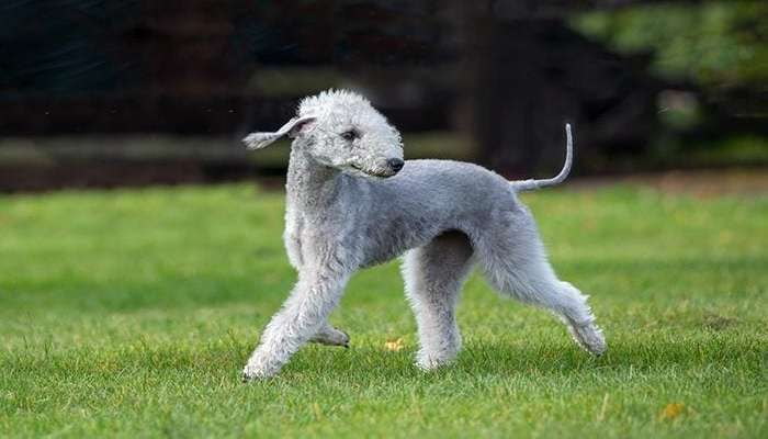 زشت ترین سگ های دنیا - بدلینگتون تریر (Bedlington Terrier)