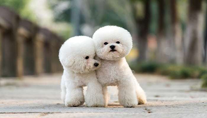 سگ هایی با عمر زیاد Bichon frise