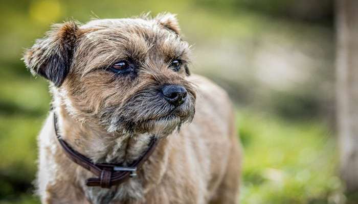 سگ هایی با عمر زیاد Border terrier بوردر ترریر