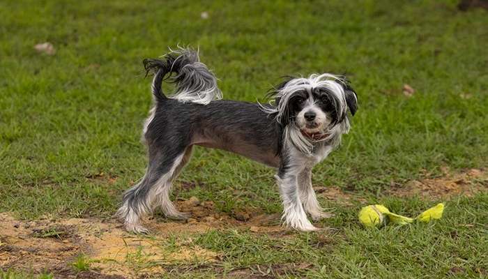 سگ های چینی- سگ چینی کرستد (Chinese Crested)