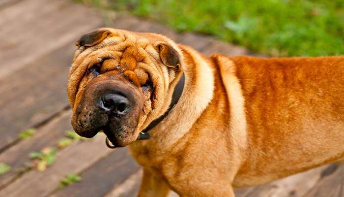 سگ های چینی- سگ شار پی چینی (Chinese Shar-Pei)