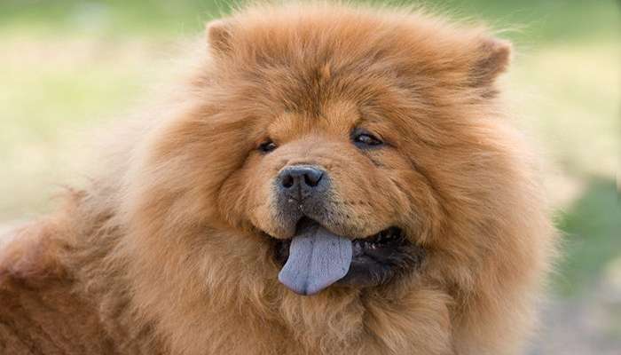 سگ های چینی- سگ چاو چاو (Chow Chow)