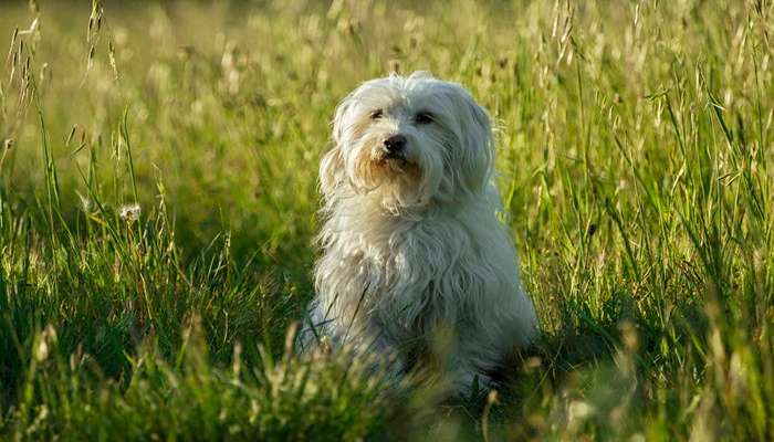 سگ هایی با عمر زیاد- Coton de Tulear