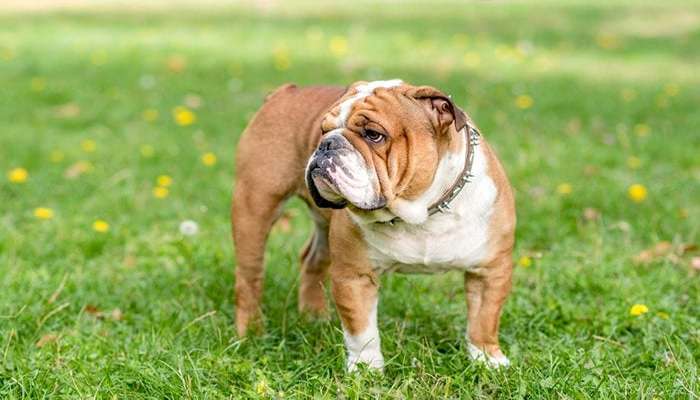 زشت ترین سگ های دنیا - بولداگ انگلیسی (English Bulldog)