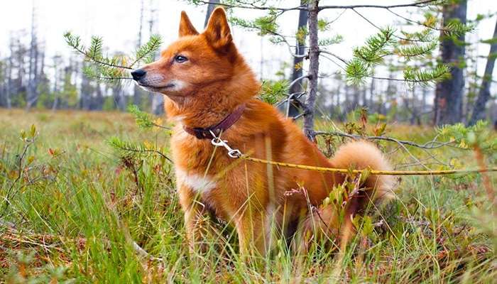 سگ هایی با عمر زیاد Finnish spitz