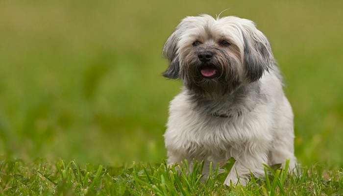 سگ هایی با عمر زیاد Havanese