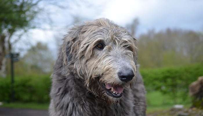 زشت ترین سگ های دنیا - ایریش ولف‌هاوند (Irish Wolfhound)