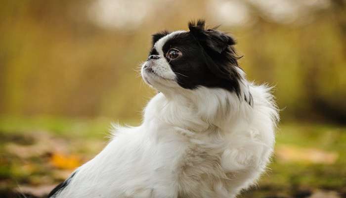 سگ های چینی- سگ سگ ژاپنی چین (Japanese Chin)