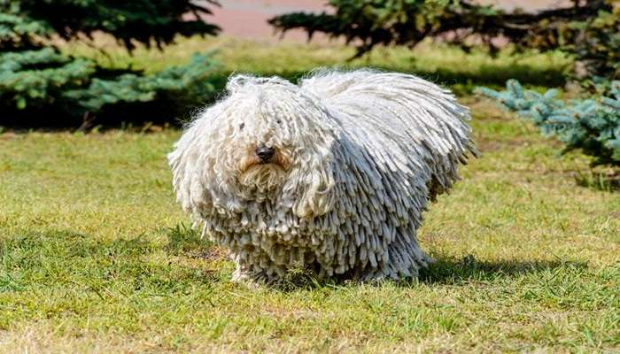 زشت ترین سگ های دنیا - کوموندور (Komondor)