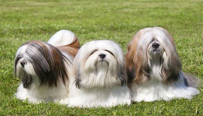 سگ های چینی- سگ لهاسا آپسو (Lhasa Apso)