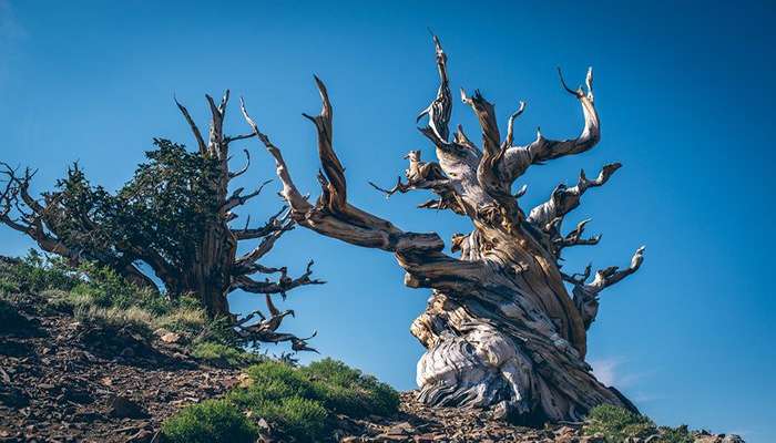 Methuselah - مسن‌ترین درخت کاج زبرسوزنی در حوضه بزرگ (Pinus longaeva) در جهان. جنگل کاج زبرسوزنی در کوه‌های سفید، شرق کالیفرنیا، ایالات متحده.