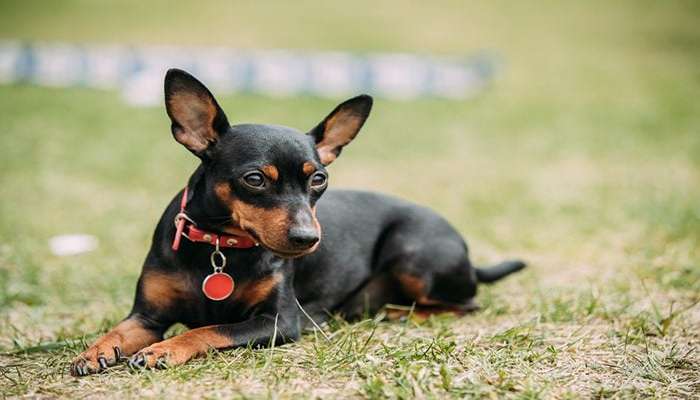 سگ هایی با عمر زیاد- Miniature pinscher