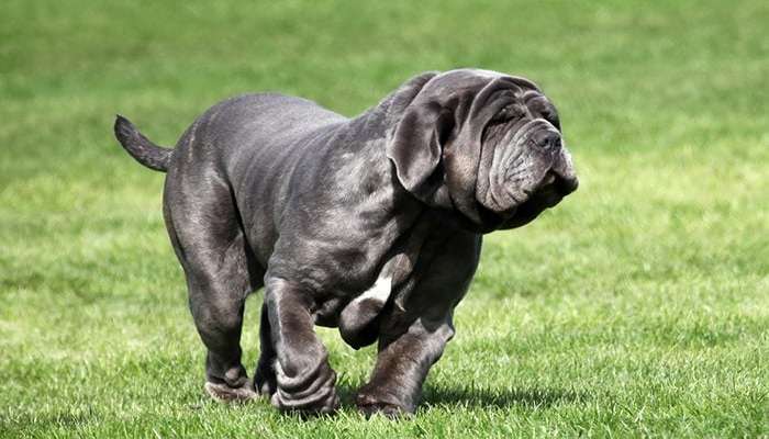 زشت ترین سگ های دنیا - ماستیف ناپلی (Neapolitan Mastiff)