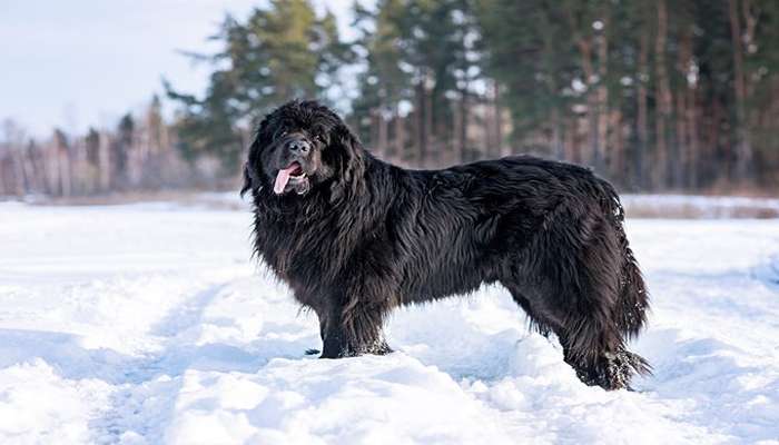 سگ شبیه خرس-نیوفاندلند (Canis familiaris) پرتره یک نیوفاندلند بالغ