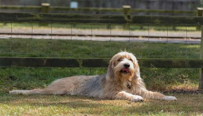 سگ Otterhound اوترهوند