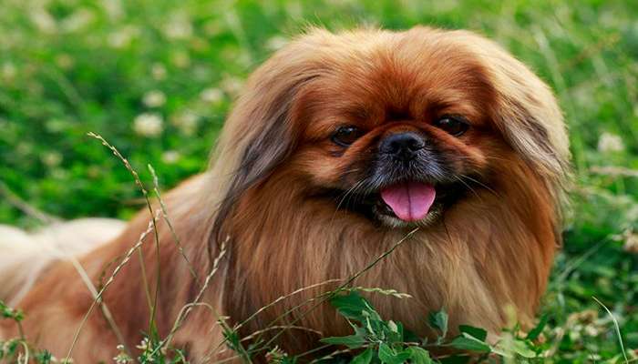 سگ های چینی- سگ پکینیز (Pekingese)