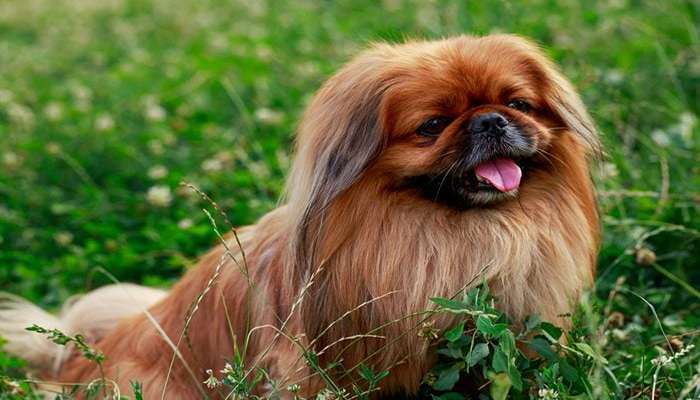 زشت ترین سگ های دنیا - پکینیز (Pekingese)