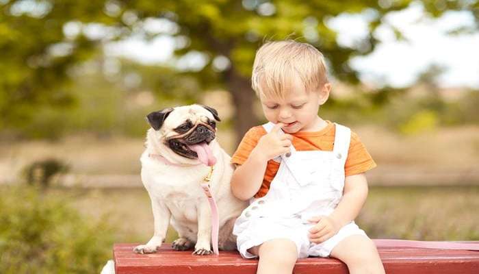 بهترین نژاد سگ ها برای بچه ها و خانواده ها- سگ پاگ