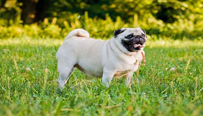 سگ های چینی- سگ پاگ (Pug)