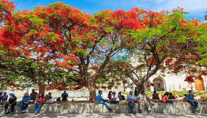 افرادی که زیر درخت شعله‌ور (Delonix regia) در مقابل صومعه سانتو دومینگو د گوزمان، مرکز، اوآخاکا، مکزیک، روی یک دیوار نشسته‌اند.