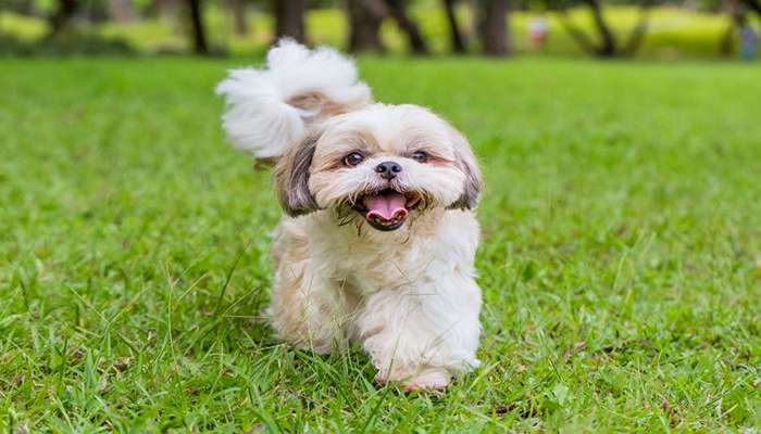 سگ های چینی- سگ شی‌تزو (Shih Tzu)