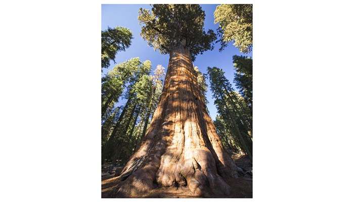 درخت ژنرال شرمن، یک سکویای غول‌پیکر یا Sequoia Sequoiadendron giganteum، در پارک ملی سکویای کالیفرنیا، آمریکا. این یکی از بزرگترین درختان روی سیاره است.