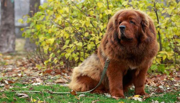 سگ های چینی- سگ ماستیف تبتی (Tibetan Mastiff)