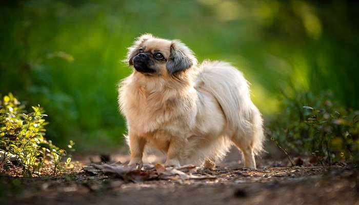 سگ های چینی- سگ اسپانیل تبتی (Tibetan Spaniel)