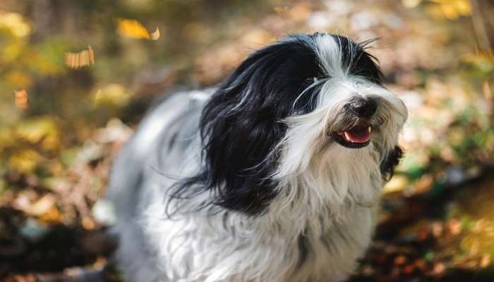 سگ های چینی- سگ تریر تبتی (Tibetan Terrier)